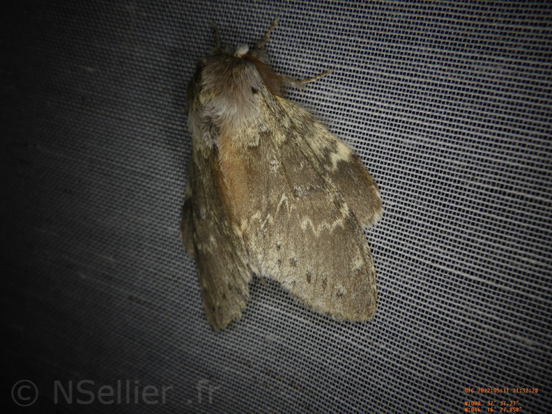 Chasse Aux Papillons - Amuré - 11-05-2022 - Stauropus fagi (72).JPG