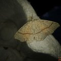 Cyclophora punctaria