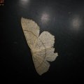 Cyclophora punctaria