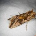 Autographa jota