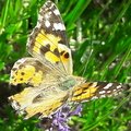 Vanessa cardui