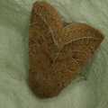 Orthosia cerasi