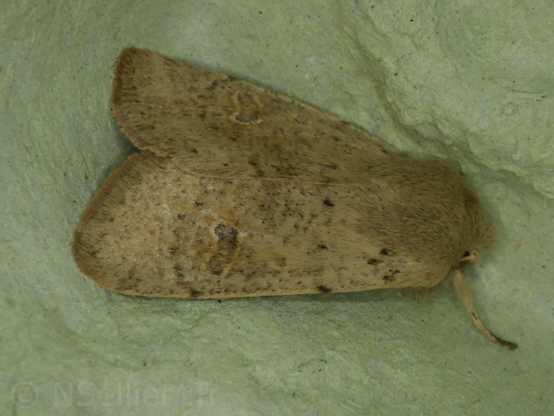 Chasse Aux Papillons - Chizé - 20-03-2021 - Orthosia cruda (61).JPG
