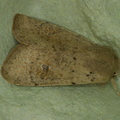 Orthosia cruda