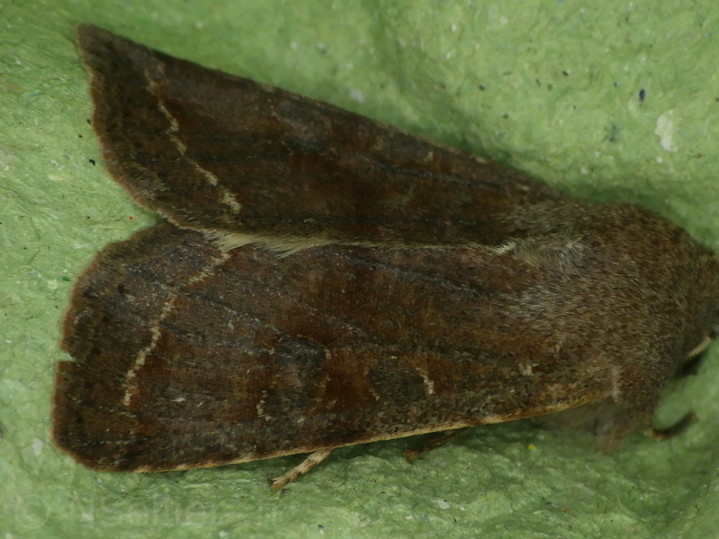 Chasse Aux Papillons - Chizé - 20-03-2021 - Orthosia incerta (60).JPG