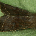 Orthosia incerta
