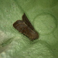 Orthosia incerta