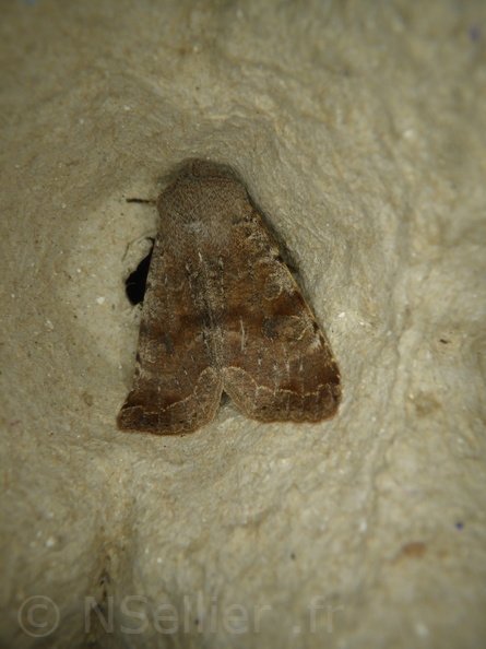 Chasse Aux Papillons - Chizé - 20-03-2021 - Orthosia incerta (81).JPG