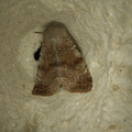 Orthosia incerta
