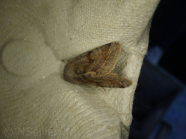 Chasse Aux Papillons - Chizé - 20-03-2021 - Orthosia incerta (86).JPG