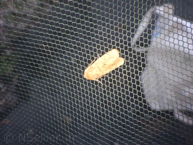 Chasse Aux Papillons - Chizé - 20-03-2021 - Orthosia sp (61).JPG