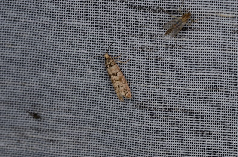 Chasse Aux Papillons - Marais d Yves - 05-05-2013 -  Pseudococcyx tessulatana (4).JPG