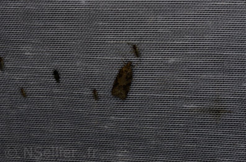 Chasse Aux Papillons - Marais d Yves - 05-05-2013 - Cnephasia sp (5).JPG