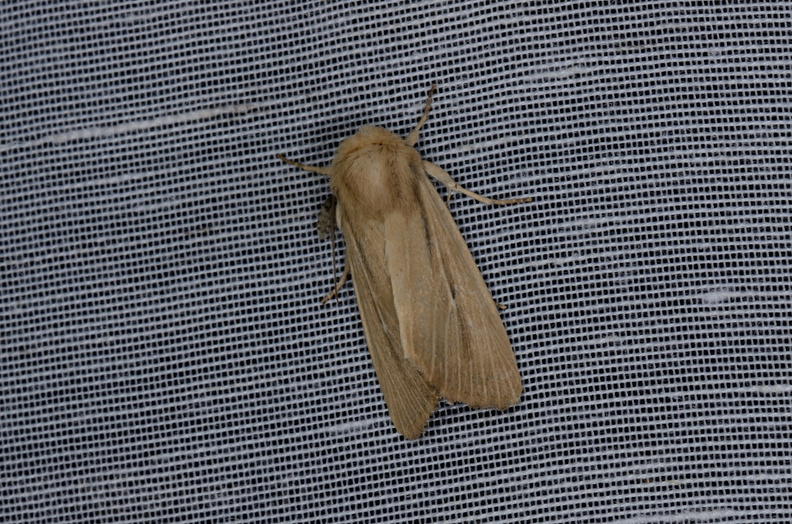 Chasse Aux Papillons - Marais d Yves - 05-05-2013 - Mythimna sicula (58).JPG