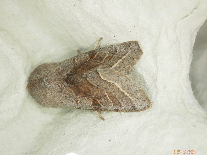 Chasse Aux Papillons - Lassaosa - 07-04-2021 - Orthosia opima (15).JPG