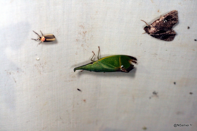 Chasse Aux Papillons - Guyane - 21-07-2008 - Odontoptera carrenoi (63).jpg