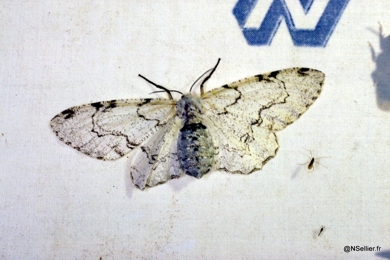 Chasse Aux Papillons - Guyane - 25-07-2008 - Thyrinteina arnobia (196).jpg